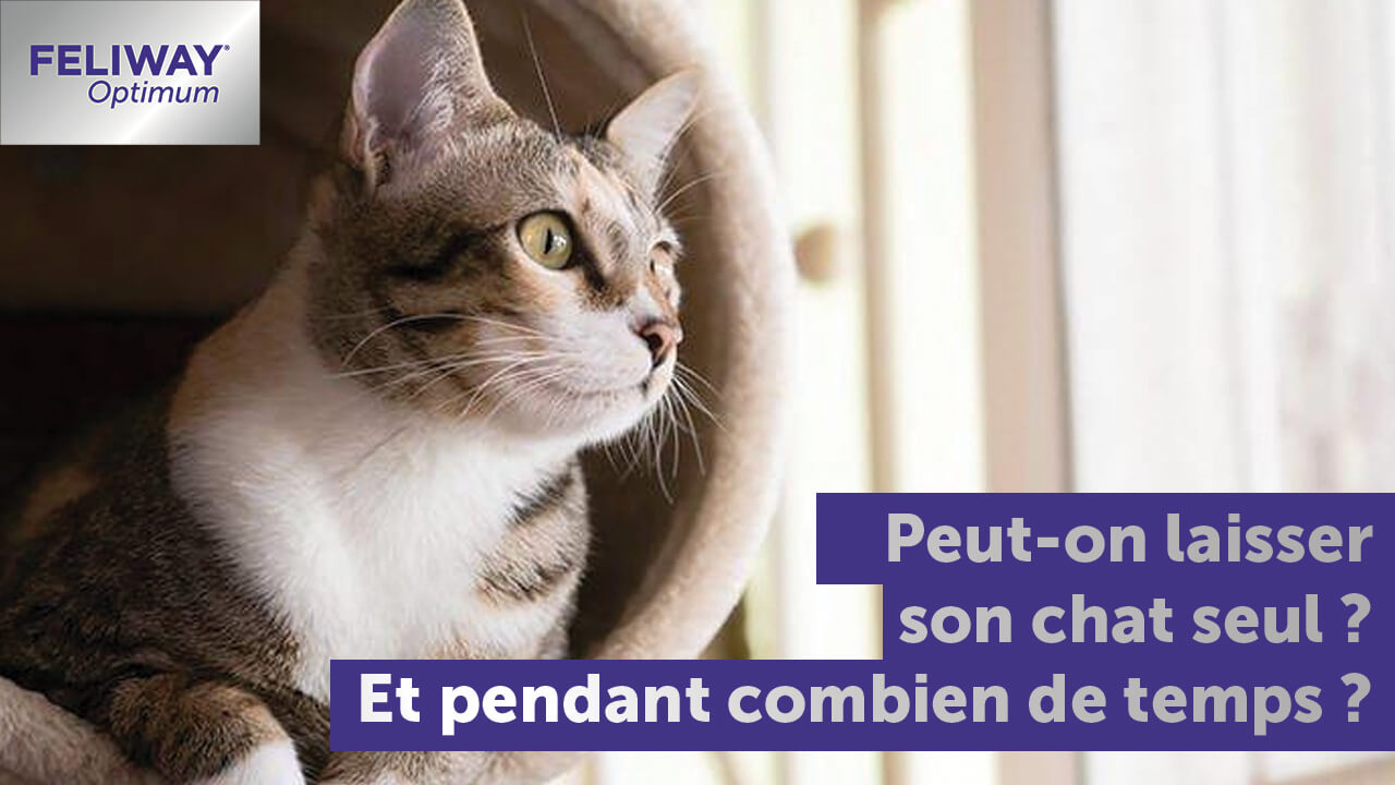 Peuton laisser son chat seul à la maison, et combien de temps